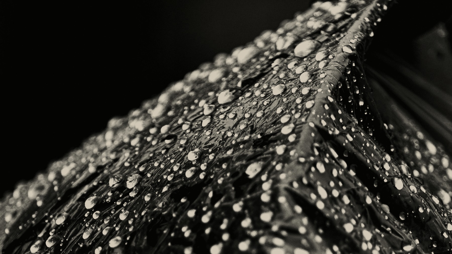 Close-up water droplets on a dark, reflective surface.